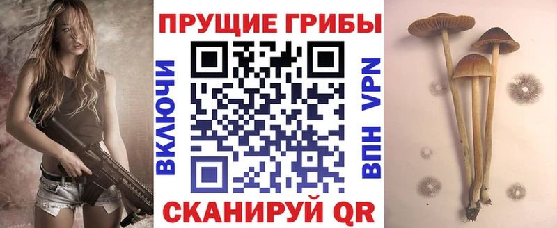 как найти   hydra tor  Псилоцибиновые грибы Psilocybe  Шадринск 